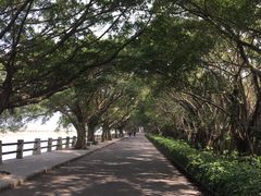-大湾区中央湿地公园