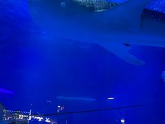 -烟台海昌鲸鲨海洋公园