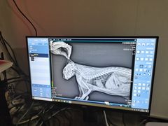 -喜多萌中农锦绣动物医院24H·猫科·牙科MRI·CT