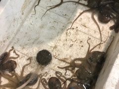 -杨记海鲜楼(三门黑金冠店)