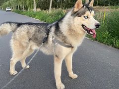 -宠福鑫康馨动物医院·骨科·眼科