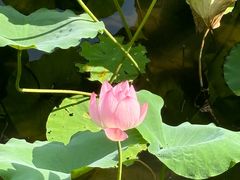 -荔湾湖公园