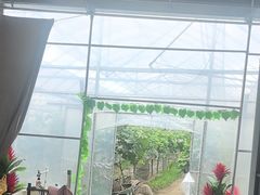 -马陆小张葡萄园农家乐