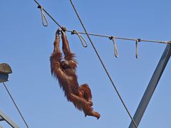 -西霞口神雕山野生动物世界