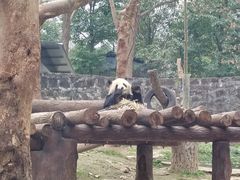 -都江堰中华大熊猫苑