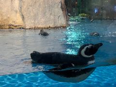 -帝企鹅自助餐厅•儿童岛•真企鹅(长隆企鹅酒店)