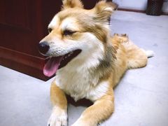 -米卢宠物公园(广华居店)