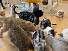 -有喵·猫咖·狗咖·30几只猫10只小狗(岗厦店)