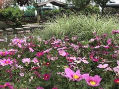-洪湖家庭农场·团建·露营·会议