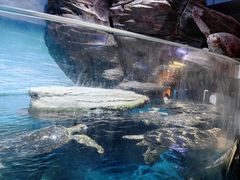 -海合安武汉极地海洋公园