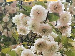 -天适樱花悠乐园