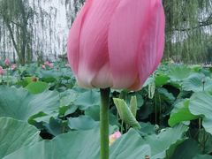 -莲花池公园