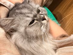 -瑞鹏宠物医院·骨科·猫科·内科(第一中心)