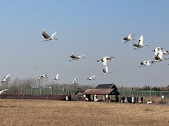 -盐城丹顶鹤湿地生态旅游区