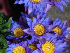 -桂林市花鸟市场