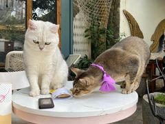 -喵屿·大理花园猫咖