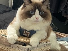 -瑞鹏宠物医院·骨科·猫科·内科(第一中心)