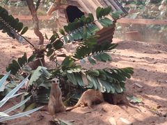 -海南热带野生动植物园