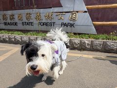 -日照海滨国家森林公园
