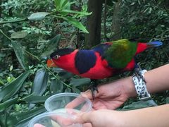 -新加坡飞禽公园