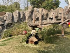 -上海野生动物园