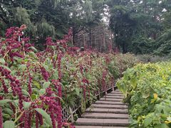 -黑龙江省森林植物园