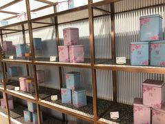 -奈雪的茶(石家庄万象城店)
