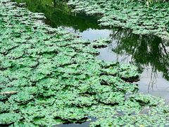 -西湖风景区-江洋畈生态公园