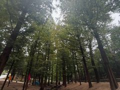 -白水寺森林公园
