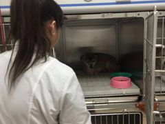 -萌兽医馆·绝育·24小时内科·宠物医院(德胜店)