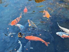 -ステーキハウス吉池