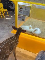 -神奇动物撸宠馆·羊驼·小浣熊·异宠(豫园店)