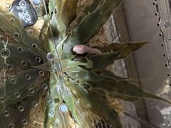 -酷以爬仙阁实体爬宠店·守宫·蜥蜴·专业繁育