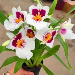 -Oasis Beauty水磨坊科技美肤中心