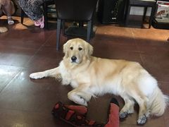 -百好乐宠物友好餐厅(朝外大街店)