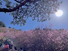 -青岛大珠山景区