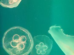 -芜湖新华联大白鲸海洋公园