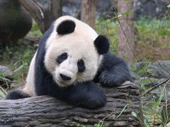 -都江堰中华大熊猫苑