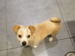 -长药唐师乐山油炸(石人直营店)