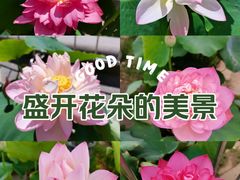-莲花池公园
