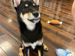 -豆柴町-柴犬主题狗咖(红鼎国际C座店)