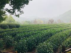 -西湖风景区十里琅珰-五云山