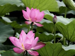 -大兴滨河森林公园