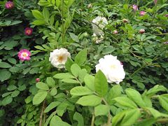 -永定河休闲森林公园