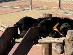 -西霞口神雕山野生动物世界