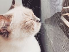 -喵的天空名猫咖啡馆·撸猫·猫舍·用品