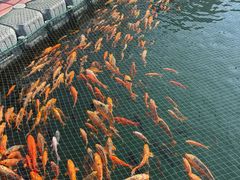 -绿城千岛湖喜来登度假酒店