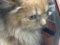 -中农国际动物医院24小时·猫科·骨科·急重症中心