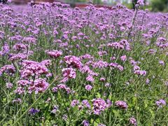 -杭州湾海上花田景区
