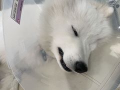 -申普宠物医院·心脏介入·心血管微创(总院)